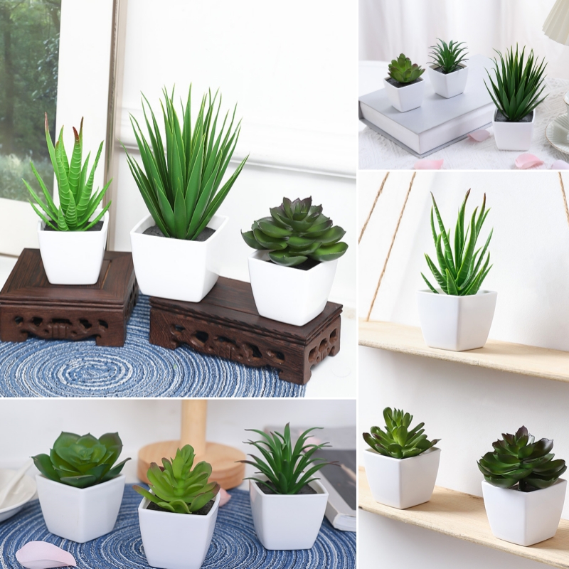 (Ein Satz mit 3 Stück) Simulie – Succulent Set Bewertung und Preis